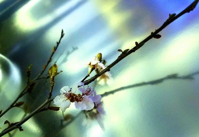 Low angle view of insect on flower tree against sky