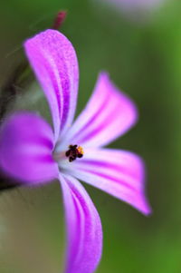 Close-up of insect on purple flower