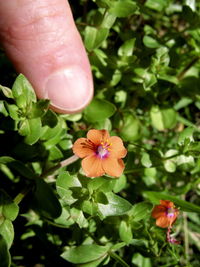 Close-up of hand holding flowers