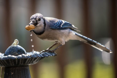 Close-up of birds perching on wood