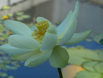 Close-up of flower blooming outdoors