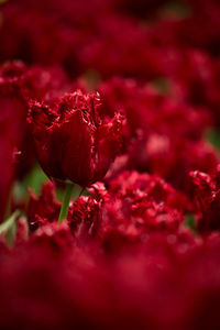 Close-up of red flower blooming outdoors