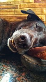 Close-up of a dog resting