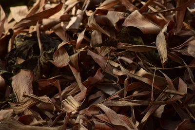 Close-up of dry leaves on field