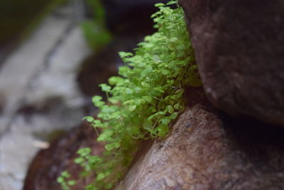 Close-up of fresh green plant