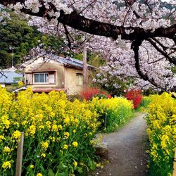 Yellow flowers blooming in park