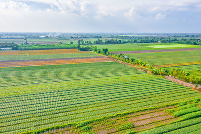 Sweet potato garden in binh tan, vinh long