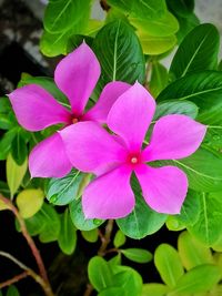 Close-up of pink flowering plant