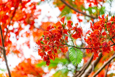 Low angle view of maple leaves on tree during autumn