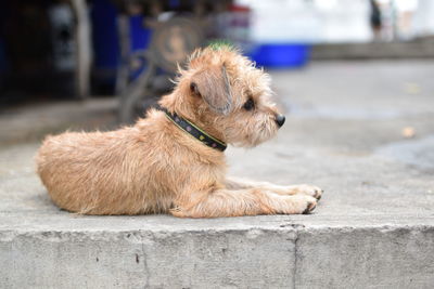 Close-up of dog