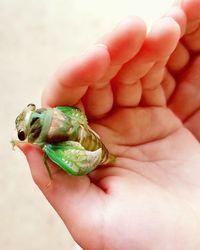 Close-up of hand holding crab