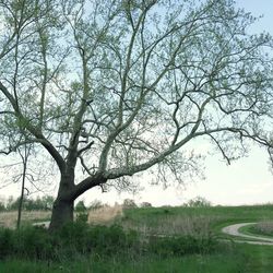 Bare trees on grassy field