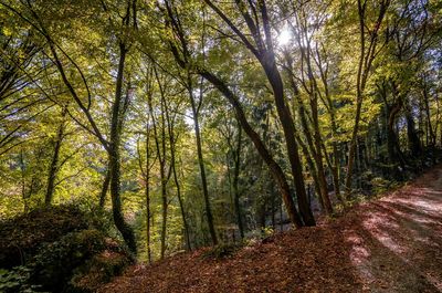 Trees in forest during autumn