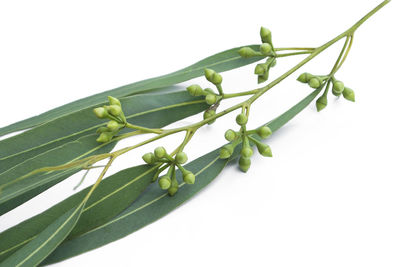 Close-up of fresh green leaves against white background