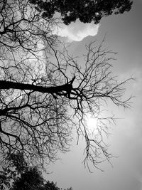 Low angle view of silhouette bare tree against sky