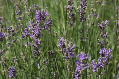 Purple flowers blooming outdoors