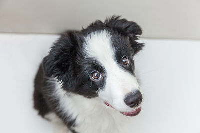 Close-up portrait of dog