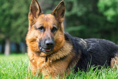 Portrait of a dog on field