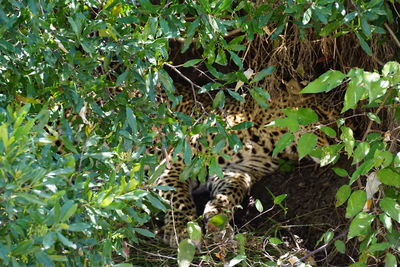 View of a cat on branch