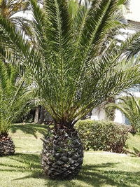 Trees growing in park