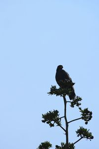 Low angle view of bird perching on tree against clear sky