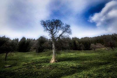 Trees on field against sky