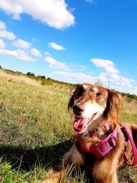  dog on field