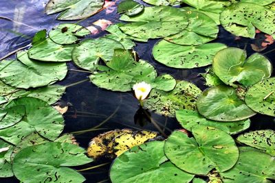 Leaves floating on water