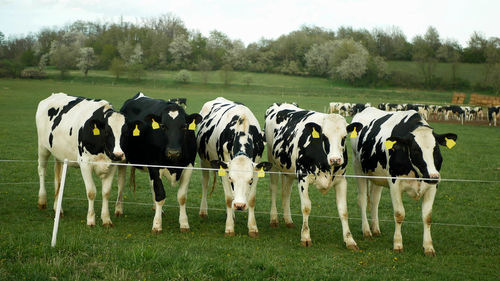 View of cows on field