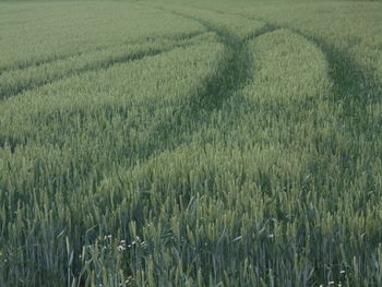 field