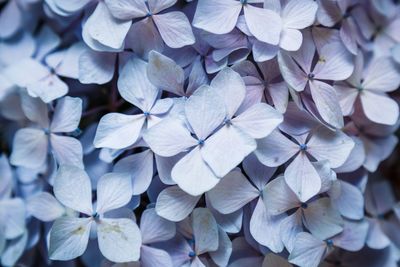 Close-up of hydrangea blooming outdoors