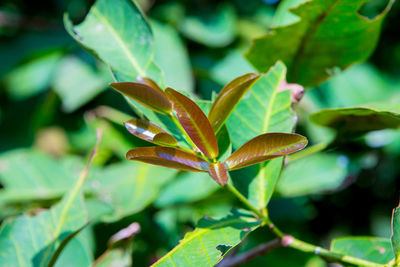Close-up of green leaves on plant