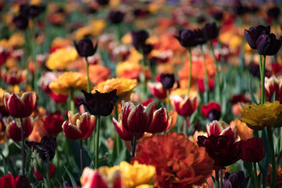Close-up of tulips in field