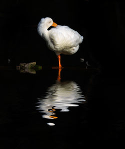 Reflection of birds in water