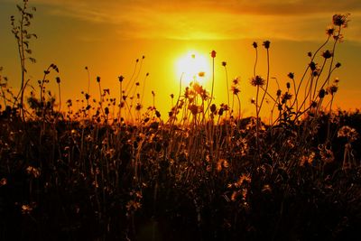 Silhouette plants growing on field against sky during sunset