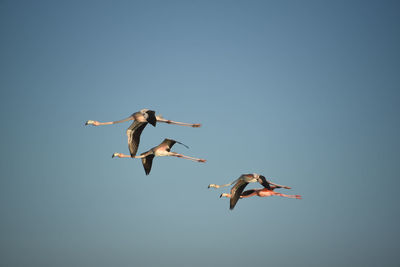 Low angle view of jumping flying against clear blue sky