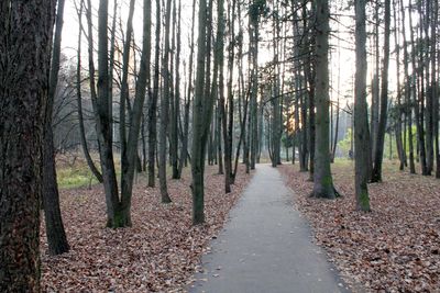 Road amidst trees in forest during autumn