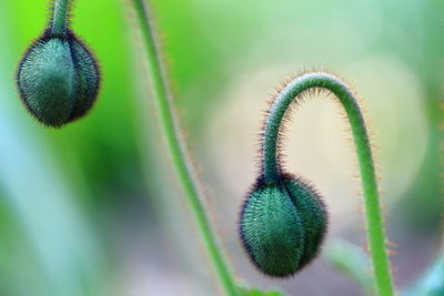 Close-up of plant against blurred background