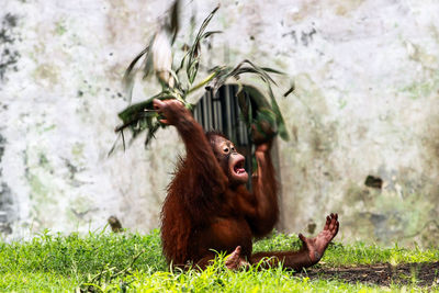 Orangutan on grass