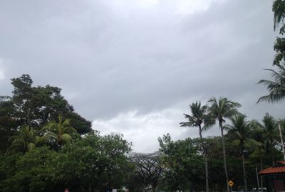 Low angle view of trees against sky