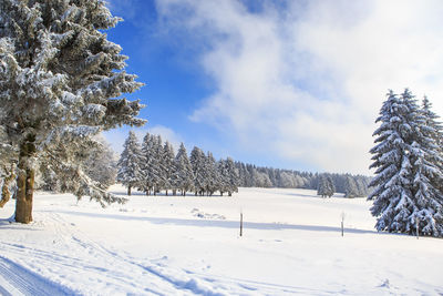 Trees on snow covered field against sky