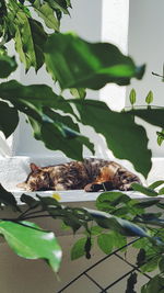 Cat sleeping in a plant