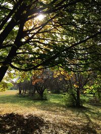 Sun shining through trees