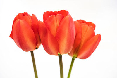 Close-up of red tulip against white background
