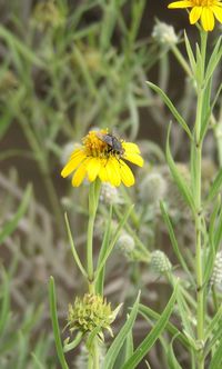 Close-up of bee on yellow flower