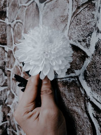 Close-up of hand holding white flower against stone wall