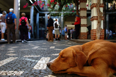 Close-up of dog relaxing on street