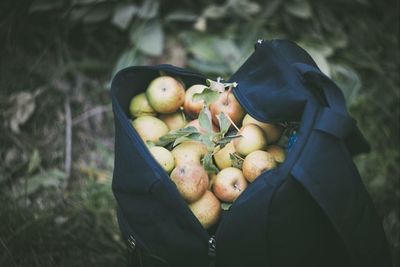 Close-up of fruits on grass