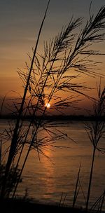 Silhouette tree by sea against sky during sunset