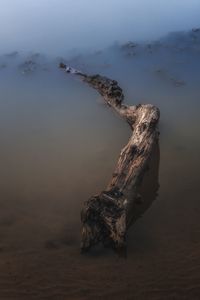 Aerial view of a bird on water